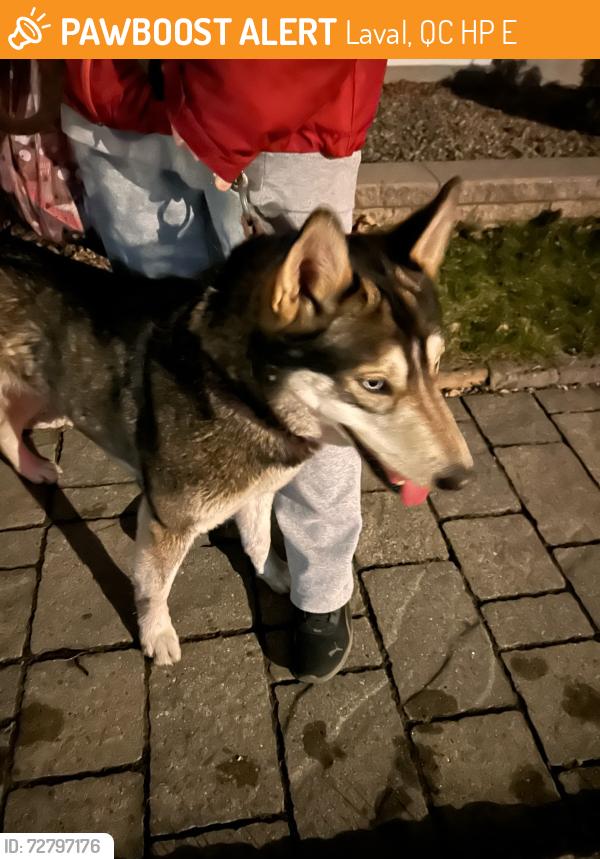 Found/Stray Unknown Dog last seen Christiane / Fabiola  Fabreville Qc Canada, Laval, QC H7P 3E8