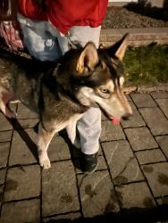 Found/Stray Unknown Dog last seen Christiane / Fabiola  Fabreville Qc Canada, Laval, QC H7P 3E8