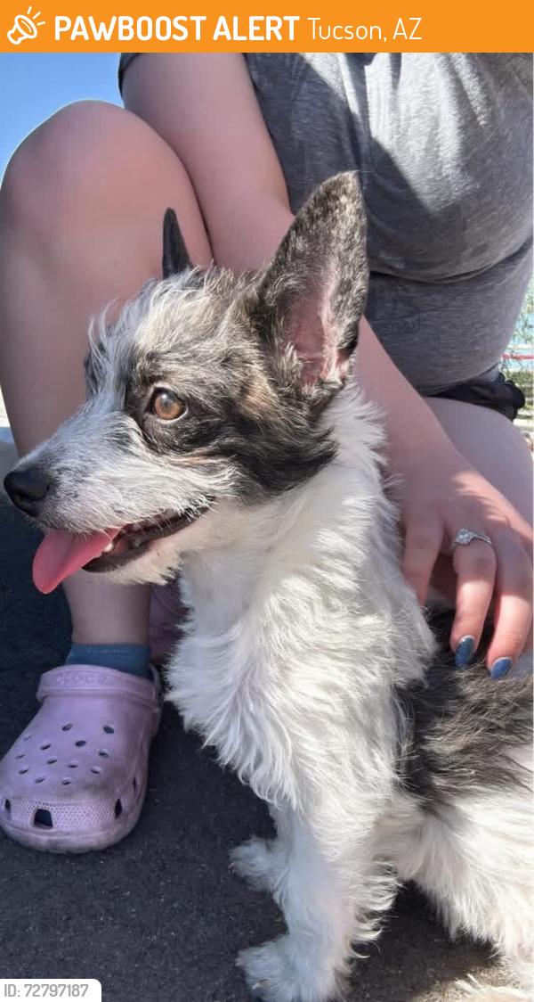 Found/Stray Female Dog last seen Valencia and Midvale, Tucson, AZ 85746