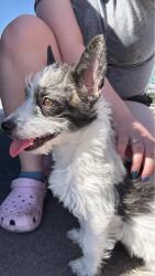 Found/Stray Female Dog last seen Valencia and Midvale, Tucson, AZ 85746