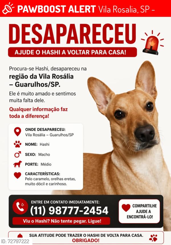 Lost Male Dog last seen Próximo a uma mercearia , Vila Rosalia, SP 07072-010