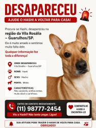 Lost Male Dog last seen Próximo a uma mercearia , Vila Rosalia, SP 07072-010