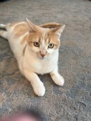 Lost Female Cat last seen Rancho California & Margarita Rd, Temecula, CA 92592