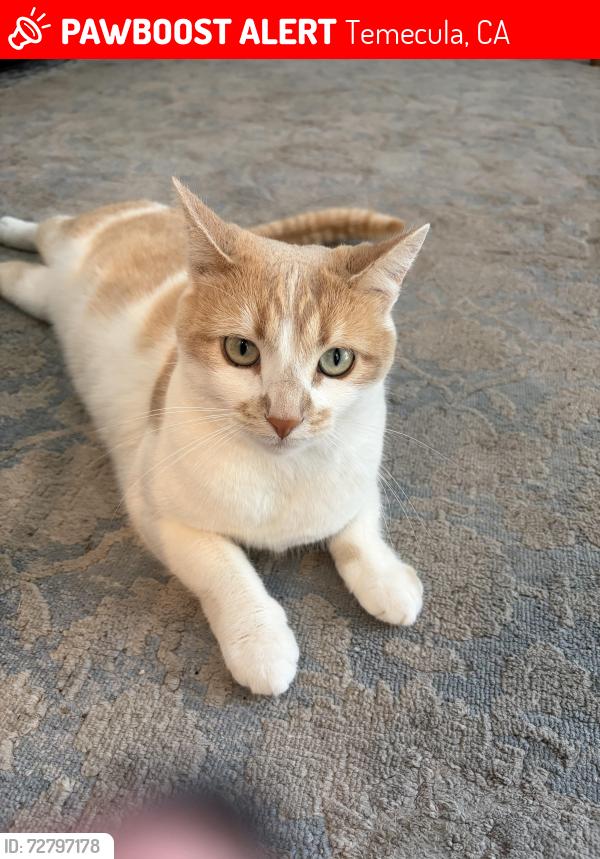 Lost Female Cat last seen Rancho California & Margarita Rd, Temecula, CA 92592