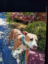Lost Female Dog last seen Oceanic Way Santa Rosa California, Santa Rosa, CA 95407