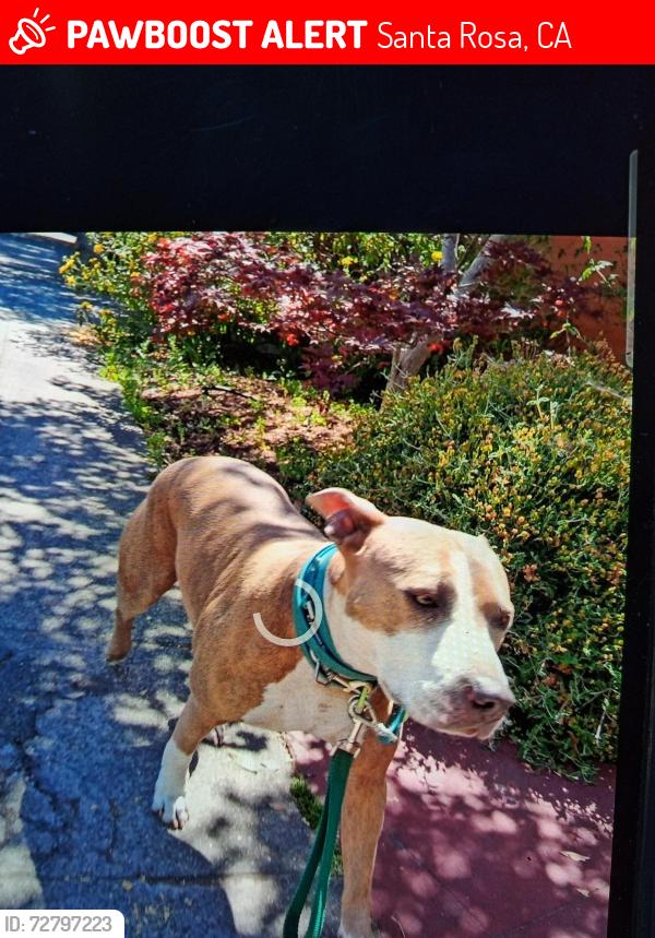 Lost Female Dog last seen Oceanic Way Santa Rosa California, Santa Rosa, CA 95407