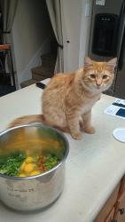 Lost Male Cat last seen Stahl and Judson, San Antonio, TX 78247