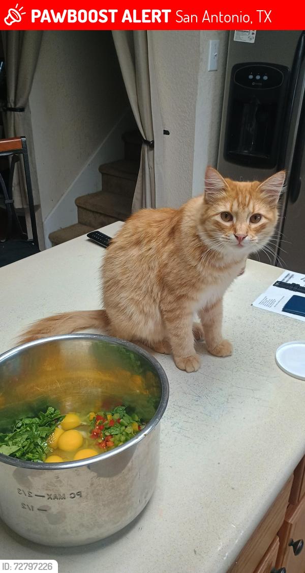 Lost Male Cat last seen Stahl and Judson, San Antonio, TX 78247