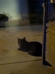 Found/Stray Unknown Cat last seen Fox Hollow, Bloomington, IN 47408