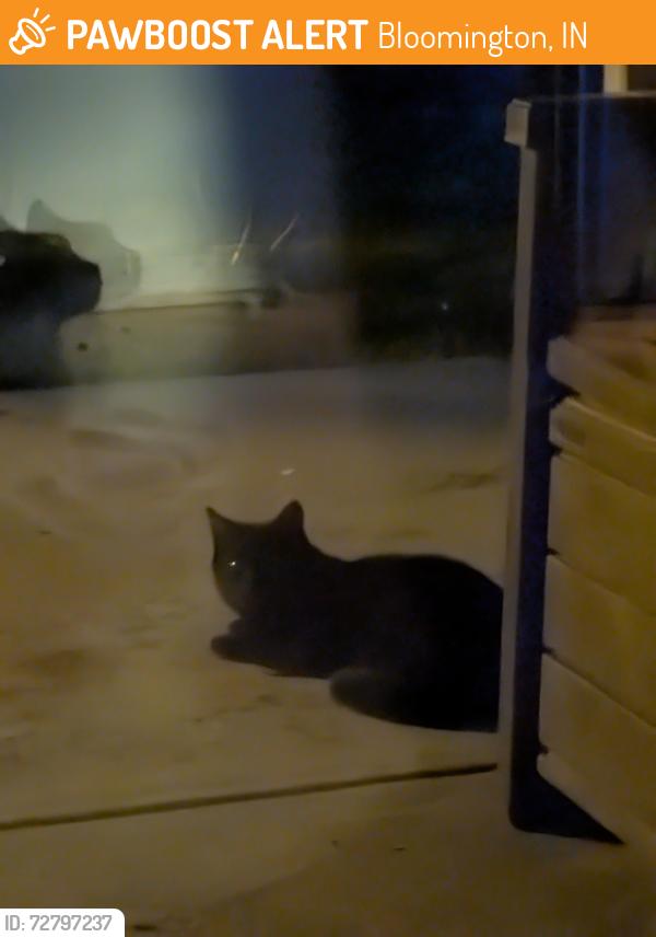 Found/Stray Unknown Cat last seen Fox Hollow, Bloomington, IN 47408