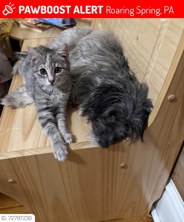 Lost Female Cat last seen Spring Dam, Roaring Spring, PA 16673