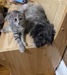 Lost Female Cat last seen Spring Dam, Roaring Spring, PA 16673