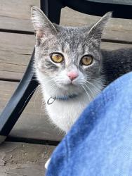 Found/Stray Female Cat last seen Etzel, University City, MO 63130