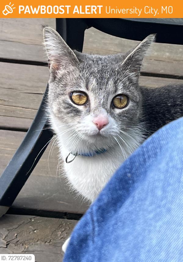 Found/Stray Female Cat last seen Etzel, University City, MO 63130