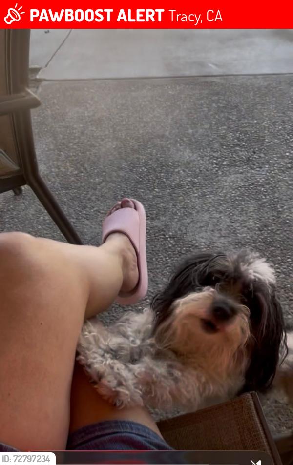 Lost Male Dog last seen Near w kavanagh tracy ca , Tracy, CA 95376