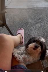 Lost Male Dog last seen Near w kavanagh tracy ca , Tracy, CA 95376
