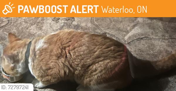 Found/Stray Unknown Cat last seen Corrie Cr., Waterloo, ON 