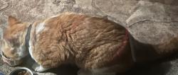 Found/Stray Unknown Cat last seen Corrie Cr., Waterloo, ON 