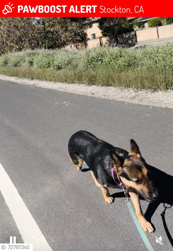 Lost Female Dog last seen Rosemarie lane, Stockton, CA 95207