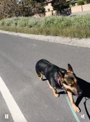 Lost Female Dog last seen Rosemarie lane, Stockton, CA 95207