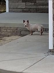 Found/Stray Male Dog last seen Guinevere Ct, Fayetteville, NC 28314