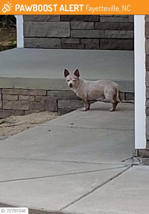 Found/Stray Male Dog last seen Guinevere Ct, Fayetteville, NC 28314
