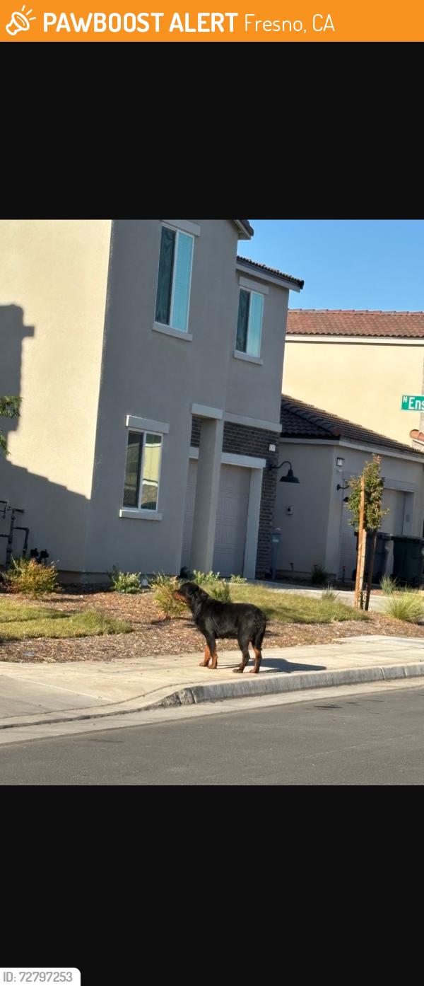Found/Stray Unknown Dog last seen Hayes and Dakota, Fresno, CA 93722