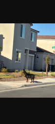 Found/Stray Unknown Dog last seen Hayes and Dakota, Fresno, CA 93722