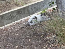 Found/Stray Unknown Cat last seen Sultana and Riverside Drive, Ontario, CA 91761