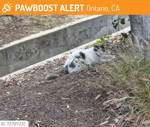 Found/Stray Unknown Cat last seen Sultana and Riverside Drive, Ontario, CA 91761