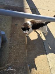 Found/Stray Unknown Cat last seen Behind office buildings office of lakeridge pkwy, the ones where Omnicare are, Lakeridge Pkwy, VA 23060