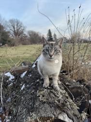 Lost Male Cat last seen Derby, oh, Orient, OH 43146