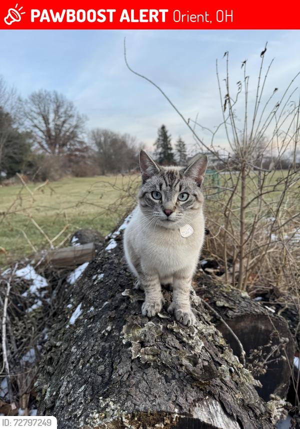 Lost Male Cat last seen Derby, oh, Orient, OH 43146