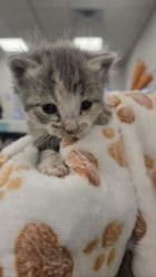 Shelter Stray Female Cat last seen S 9th St & E Kaviland Ave, Fresno Zone Fresno CO 1A 93725, CA, Fresno, CA 93706