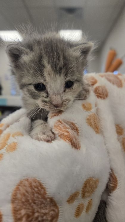 Shelter Stray Female Cat last seen S 9th St & E Kaviland Ave, Fresno Zone Fresno CO 1A 93725, CA, Fresno, CA 93706