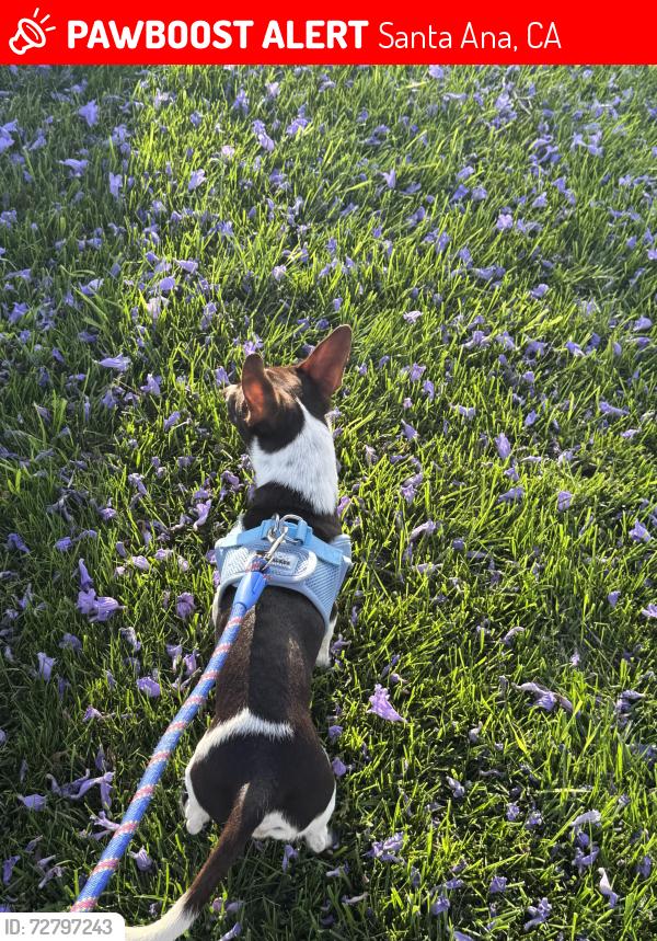 Lost Male Dog last seen Near N Bristol at, Santa Ana, CA 92706