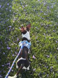 Lost Male Dog last seen Near N Bristol at, Santa Ana, CA 92706