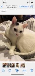 Lost Male Cat last seen Cornwallis and 40/42, Garner, NC 27529