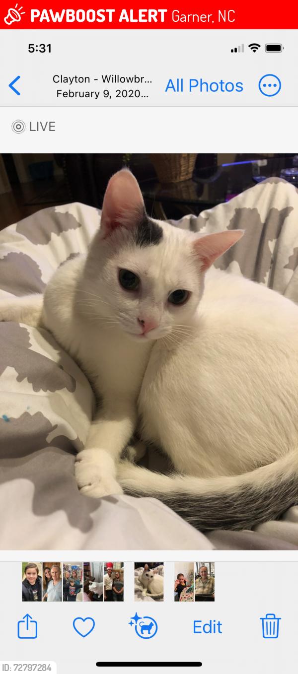 Lost Male Cat last seen Cornwallis and 40/42, Garner, NC 27529