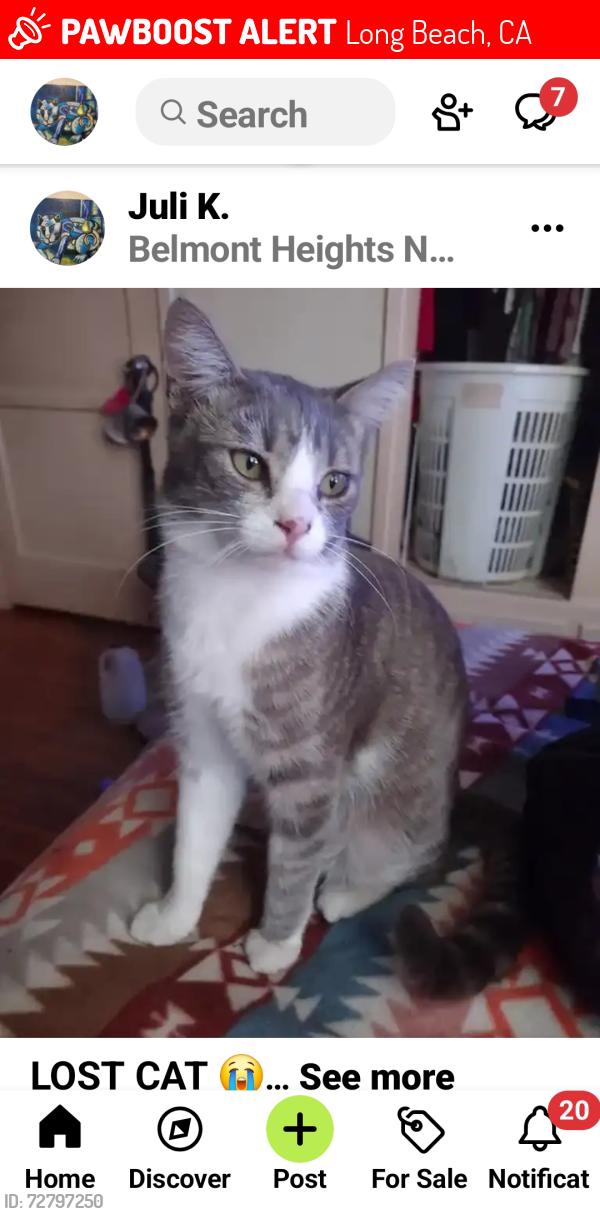 Lost Male Cat last seen Quincy at 6th St., Long Beach, Long Beach, CA 90814