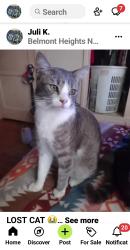 Lost Male Cat last seen Quincy at 6th St., Long Beach, Long Beach, CA 90814
