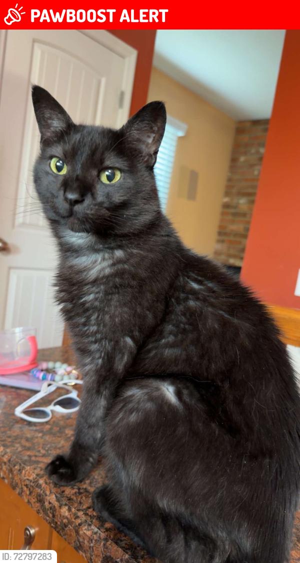 Lost Male Cat last seen Doresst rd or creve couer park , Maryland Heights, MO 63043