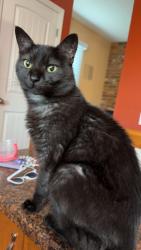 Lost Male Cat last seen Doresst rd or creve couer park , Maryland Heights, MO 63043
