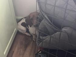 Found/Stray Unknown Dog last seen Near & Brazil Creek loop, Shady Point, OK 74956