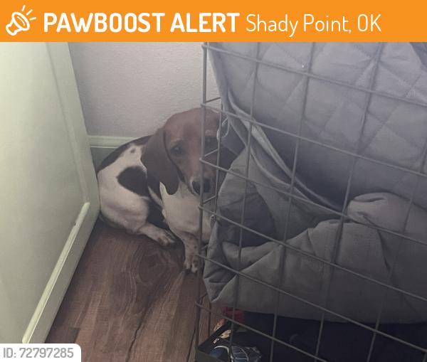 Found/Stray Unknown Dog last seen Near & Brazil Creek loop, Shady Point, OK 74956