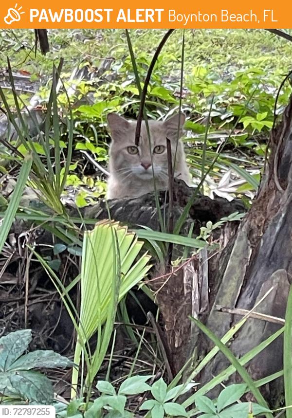 Found/Stray Unknown Cat last seen Near military trail Saint Vincent de Paul seminary , Boynton Beach, FL 33436
