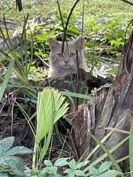Found/Stray Unknown Cat last seen Near military trail Saint Vincent de Paul seminary , Boynton Beach, FL 33436