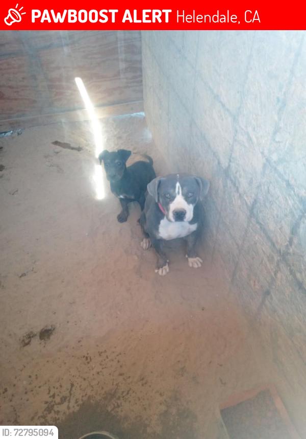 Lost Female Dog last seen Lessing rd, Helendale, CA 92342