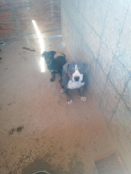 Lost Female Dog last seen Lessing rd, Helendale, CA 92342