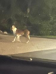 Found/Stray Unknown Dog last seen Englewood hosp, Englewood, NJ 07631